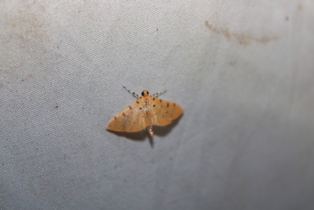 Phaedropsis stictigramma