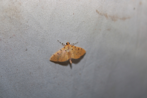 Phaedropsis stictigramma