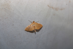 Phaedropsis stictigramma