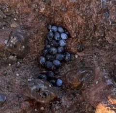 Echinolittorina aspera