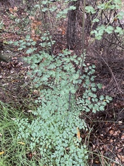 Thalictrum fendleri