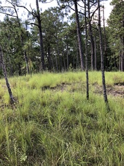 Schizachyrium tenerum