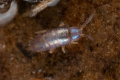 Lepidocyrtinae
