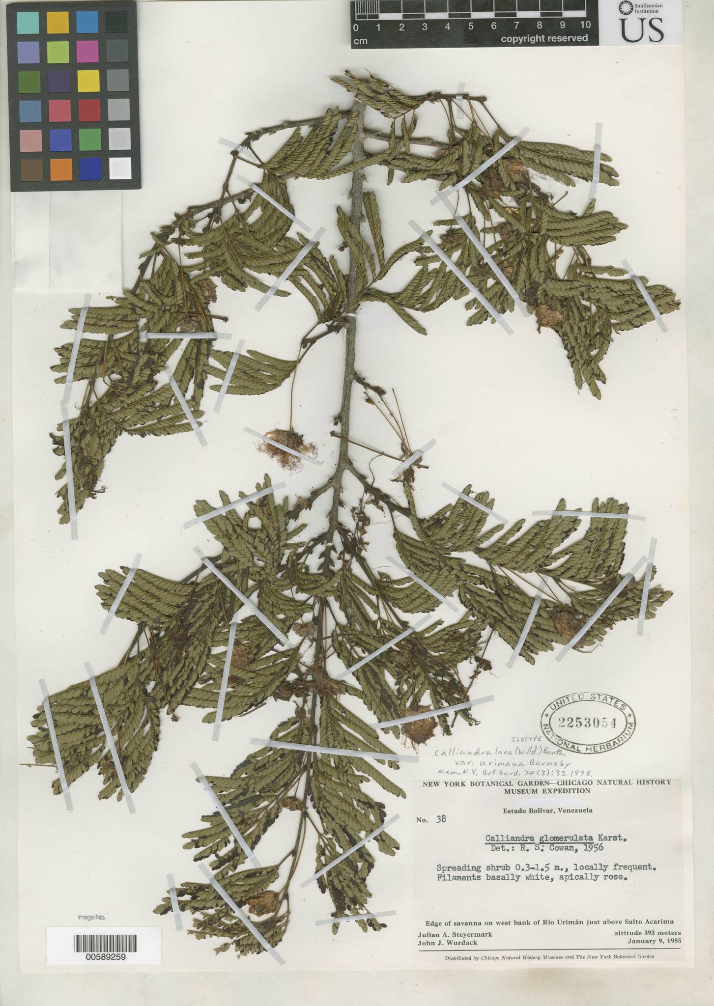 Calliandra laxa