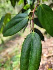 Cavendishia bracteata