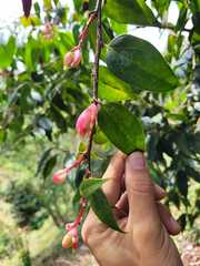 Cavendishia bracteata