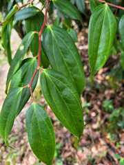 Cavendishia bracteata