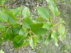 Populus balsamifera balsamifera