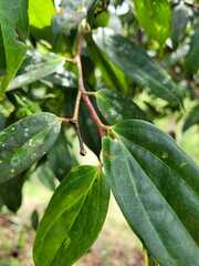 Cavendishia bracteata