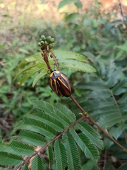 Rochaina mexicana
