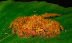 Heteropoda davidbowie