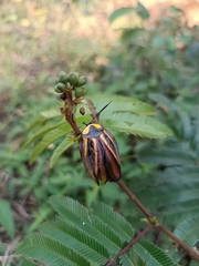 Rochaina mexicana