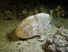 Antennarius striatus