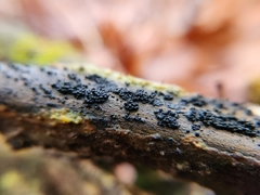 Rosellinia