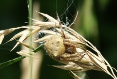 Backobourkia brouni