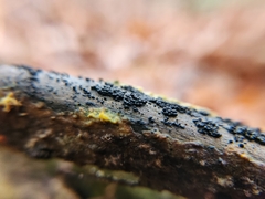 Rosellinia