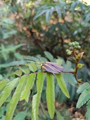 Rochaina mexicana