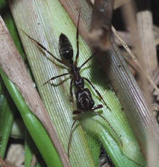Odontomachus brunneus