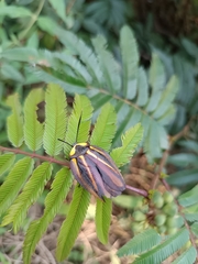 Rochaina mexicana