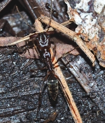 Odontomachus brunneus