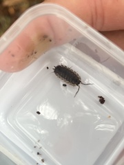Oniscus asellus