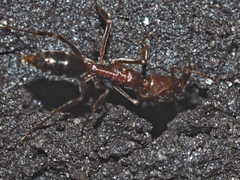 Odontomachus brunneus
