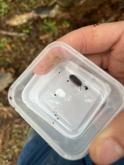Oniscus asellus