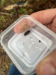Oniscus asellus