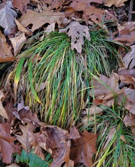 Carex pensylvanica