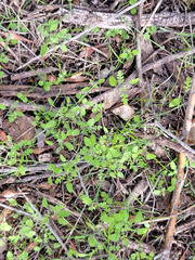 Pholistoma auritum arizonicum