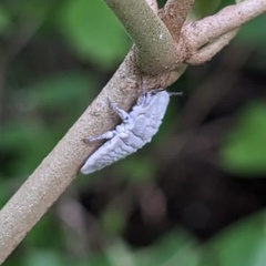 Monophlebidae