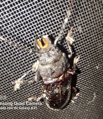 Mallodon spinibarbis