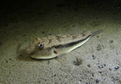 Torquigener squamicauda