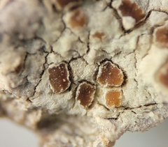 Pachnolepia pruinata