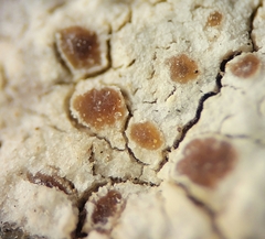 Pachnolepia pruinata