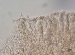 Pachnolepia pruinata