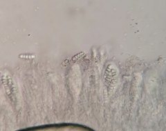 Pachnolepia pruinata