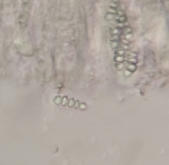 Pachnolepia pruinata