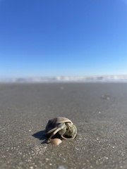 Isocheles wurdemanni