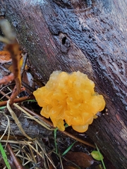Tremella mesenterica