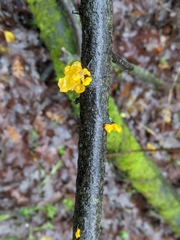 Tremella mesenterica
