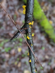 Tremella mesenterica