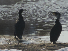 Phalacrocorax