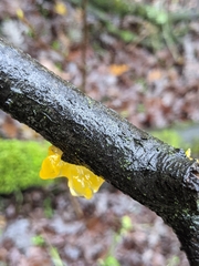 Tremella mesenterica