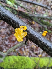 Tremella mesenterica