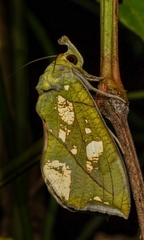 Eudocima hypermnestra