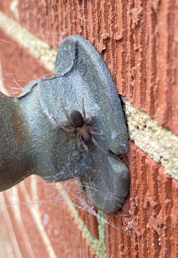 south-american-toothed-hacklemesh-weaver-from-wrights-mill-rd-auburn