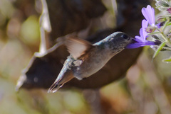 Selasphorus calliope