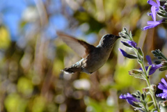 Selasphorus calliope