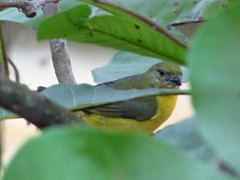 Euphonia